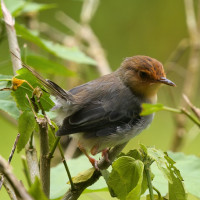 Sao Tome Prinia